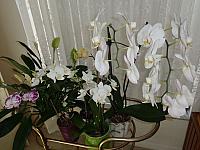 DSC07890