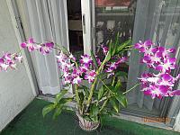 DSC09176