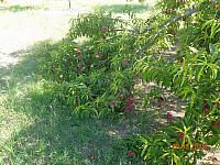DSC08989