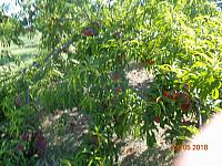 DSC08990