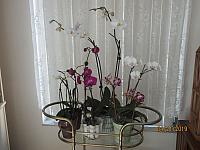 IMG 0166