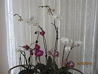 IMG 0167