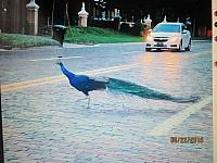 IMG 0262