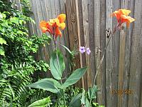 IMG 0302