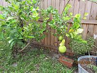 IMG 0303