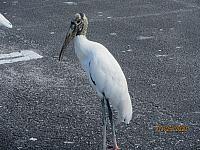IMG 0285