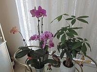 IMG 0099