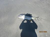 IMG 0101