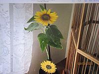 IMG 0226
