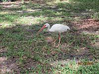 IMG 0245