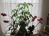 Orchids and Money Tree