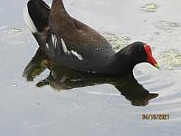 IMG 0742