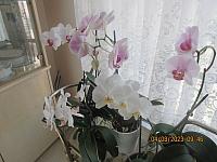 IMG 1922