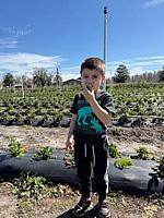 Starky blueberry Farm, Trinity Florida 3-7-2025